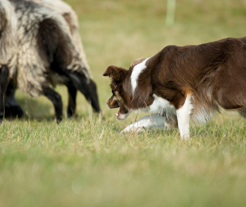 From the Show Ring to the Field
